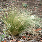 Serrated Tussock