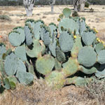 Wheel Cactus