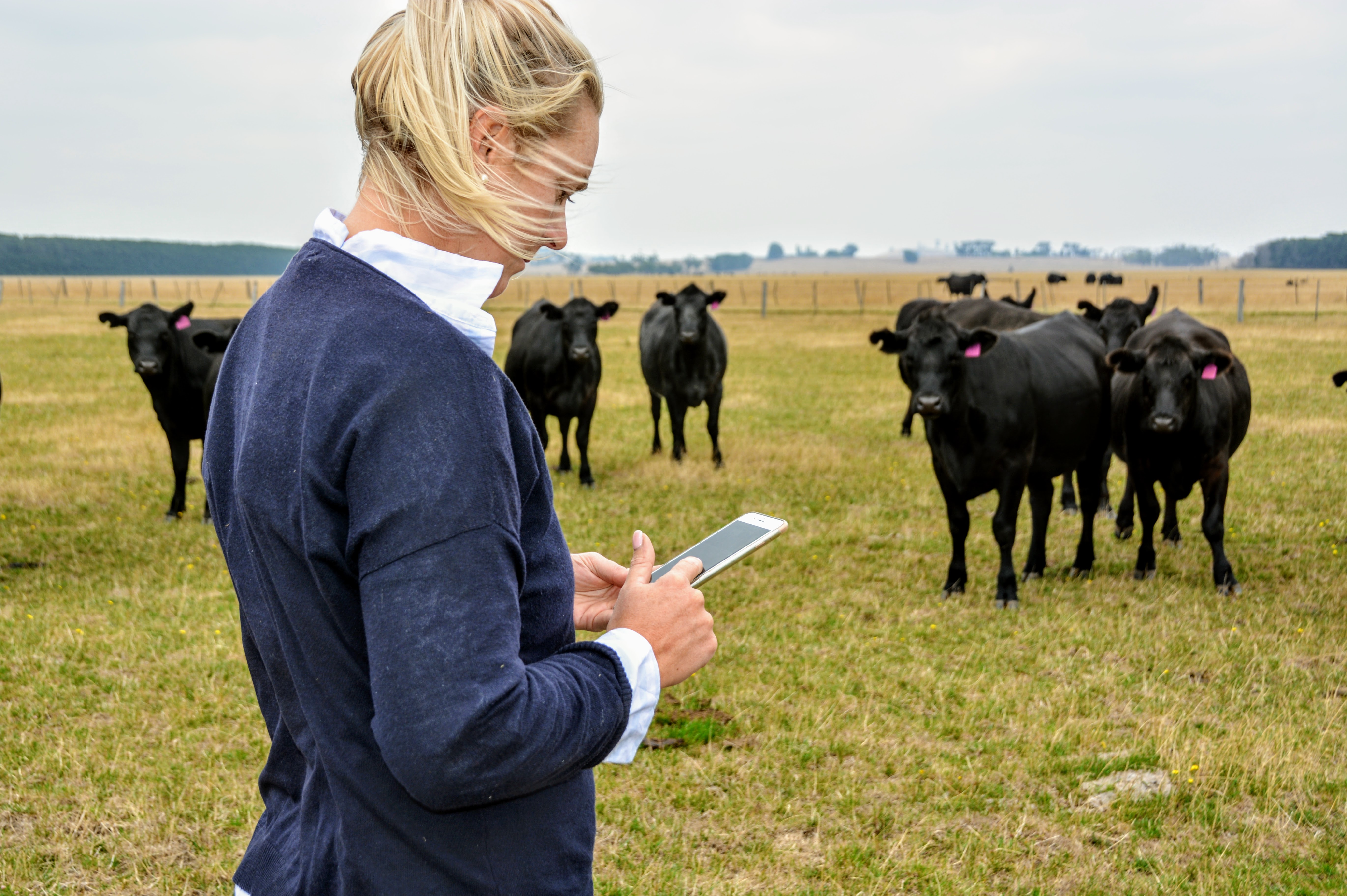 A woman looking at a phone in front of a herd of cattle