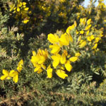 Gorse